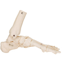 Primary Image Link