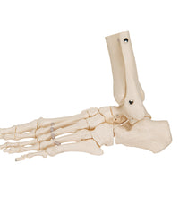 Primary Image Link