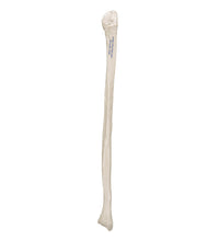 Primary Image Link