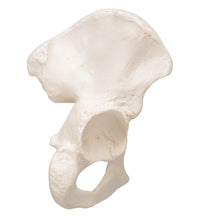 Primary Image Link