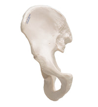 Primary Image Link