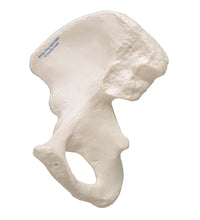 Primary Image Link