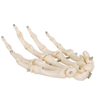 Primary Image Link