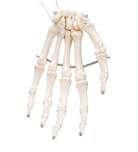 Primary Image Link