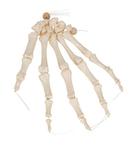 Primary Image Link