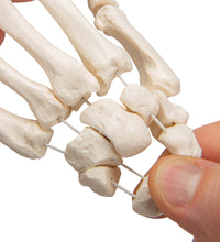Primary Image Link