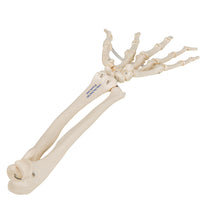 Primary Image Link