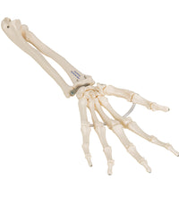 Primary Image Link