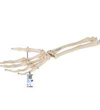 Primary Image Link