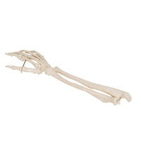 Primary Image Link