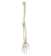 Primary Image Link
