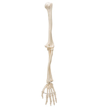 Primary Image Link