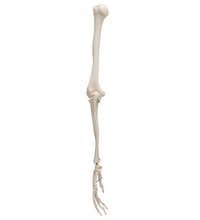 Primary Image Link