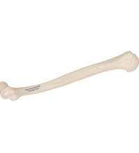Primary Image Link