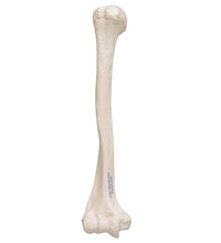 Primary Image Link