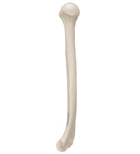 Primary Image Link