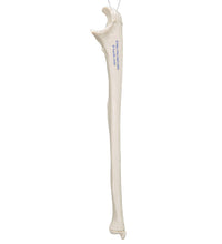 Primary Image Link