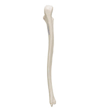 Primary Image Link