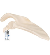 Primary Image Link