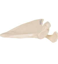 Primary Image Link