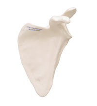 Primary Image Link