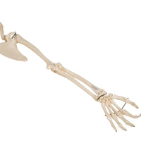 Primary Image Link