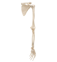 Primary Image Link