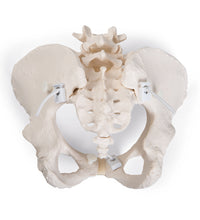 Primary Image Link
