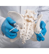 Primary Image Link