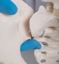 Primary Image Link