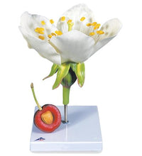 Primary Image Link