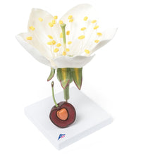 Primary Image Link