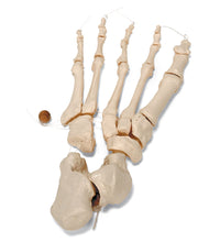 Primary Image Link
