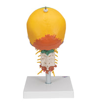 Primary Image Link