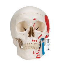 Primary Image Link