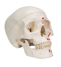 Primary Image Link