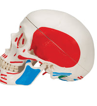 Primary Image Link