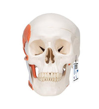 Primary Image Link