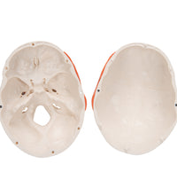 Primary Image Link