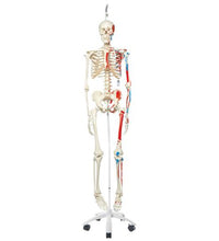Primary Image Link