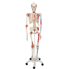 Human Skeleton Model 