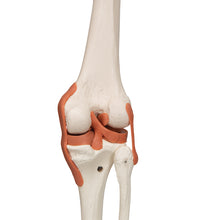 Primary Image Link