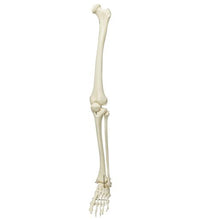 Primary Image Link