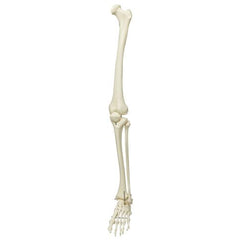 Spare leg (unpainted), left, for A10, A10/1, A12, A12/1, A15 and A15/2