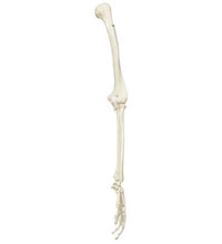 Primary Image Link