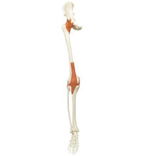 Primary Image Link
