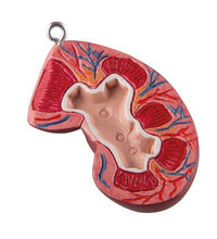 Primary Image Link