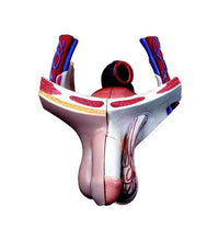 Primary Image Link