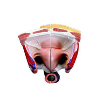 Primary Image Link