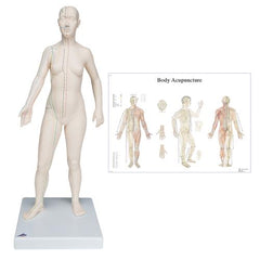 Female Acupuncture model with body chart
